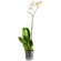 Белая орхидея Фаленопсис в горшке. Липецк