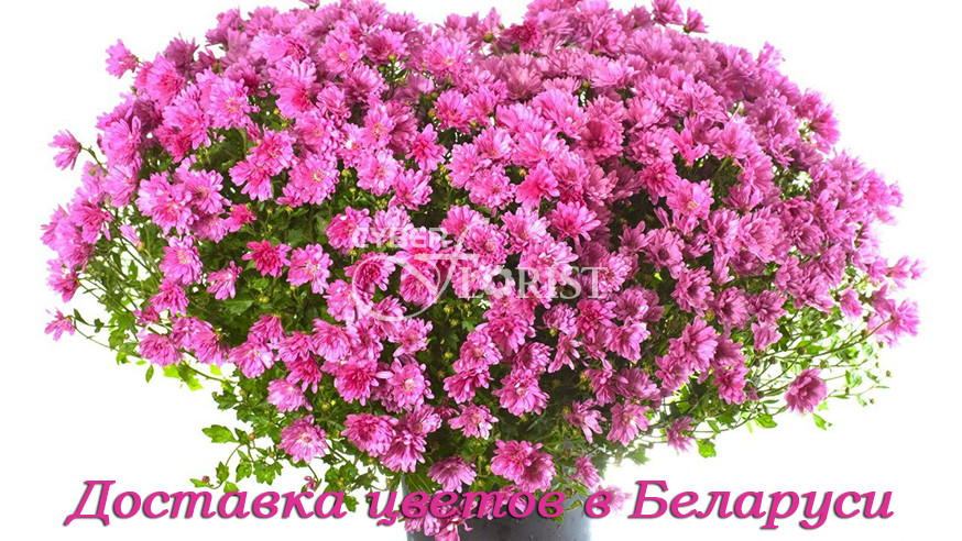 Доставка цветов Беларусь