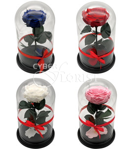 Роза в колбе