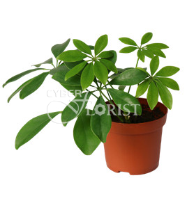 Растение Шефлера в горшке