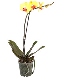 

Желтая орхидея Фаленопсис в горшке
