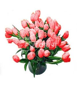 красные тюльпаны