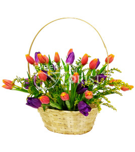 Разноцветные тюльпаны в корзине