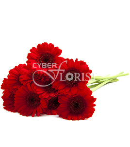 Заказать доставку красных гербер | Cyber-Florist.ru