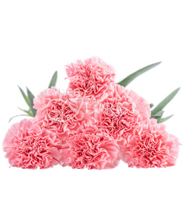 Заказать доставку розовых гвоздик | Cyber-Florist.ru