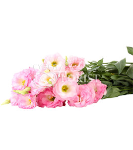 Розовые эустомы